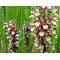 Дремлик болотный / Epipactis palustris, Garden Orchid